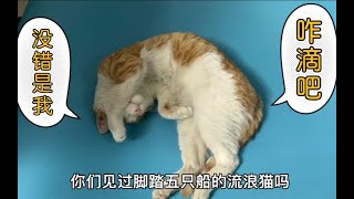 同时撩五个小姐姐的顶级渣猫