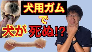 牛皮でできた犬用ガムで犬が死ぬことがある？ガムによる犬の窒息事故について、夜間救急動物病院の現役獣医師がその実情と対処方法について、実際の症状の動画や写真を使って解説します！小型犬や短頭種は特に注意！