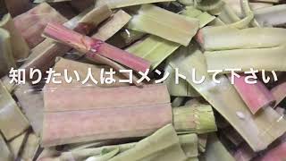 2020/4/15。楽農稲作。食料不足に備えて。野菜が値上がり野草(イタドリ)を美味しく食べよう。