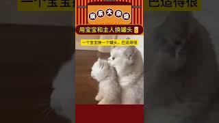 一只猫宝宝换一个猫罐头，请叫我猫中诸葛亮 #貓咪 #cat