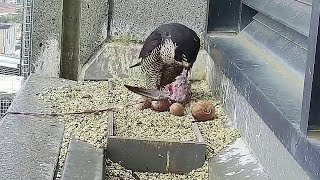 367 Collins Falcons~🐣EGGS with PIP!  Male brings prey Female out with it!~2:17 p.m. 2022/09/29