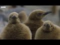 baby penguin loses parents 4k uhd seven worlds one planet bbc earth