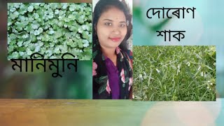 দোৰোণ শাক মই কিদৰে বনালো আৰু মানিমুনি শাকৰ গুনাগুন ।।।