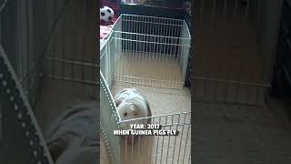 Guinea Pig Makes Giant Jump | FROM THE VAULT