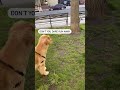 My Dog has a Stand-off with a Squirrel!