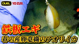 【エギング】春イカが釣れる鉄板エギ！