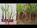 Easy Way To Grow Sugarcane Using Banana With Unique Techniques | How To Grow Sugarcane