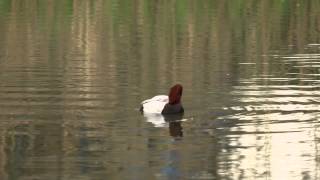 Pochard and Pochard x Tufted Duck hybrid