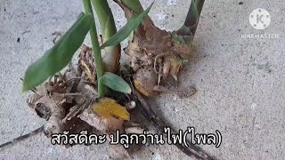 ปลูกว่านไฟ(ไพล)ในกระถาง