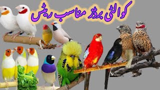 Sab Birds Pay New DEALS / Exotic aur Tamed Birds / Lovebirds