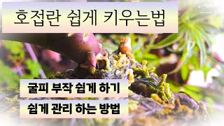 (9월14일)호접란 쉽게 키우기(굴피부작 쉽게)/How to care for and maintain Phalaenopsis Orchids/Easy Plants