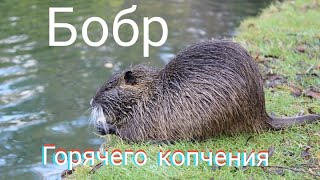 Горячее копчение бобра!