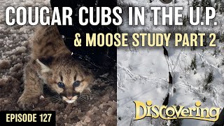 DISCOVERING | Cougar Cubs in Michigan's U.P. & Moose Study Part 2