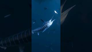 😯Amazing killing by Fish | sword fish vs sardine | marlin hunting #sealife4k