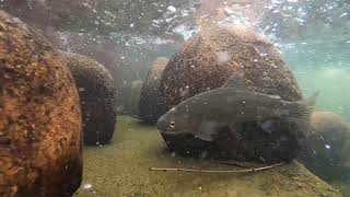 Fish ladder on the Poudre River reconnects two miles of fish habitat
