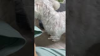 #알짱강아지하늘이#예쁜말티즈#얼짱강아지하늘이#최하늘유튜브