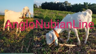 Anglo Nubian is in the Farm new stock, #kambing #Upgraded #Goat #FarmLife #SeedsOfGoldFarm