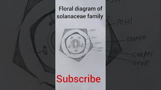 Floral diagram  of solanaceae family #easy #pratical #youtubeshorts