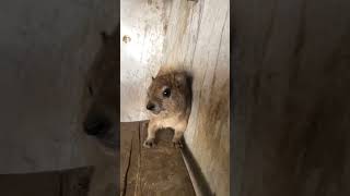 Hyrax intensity  #borzoi #hyrax #shots #unhinged #cute #weirdnoises #hosegoat