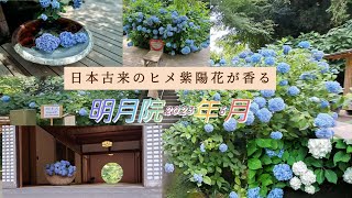 鎌倉旅行・明月院2023(日本古来のヒメ紫陽花が香る6月)