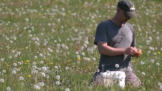 Minnesota winemaker turns dandelions into wine