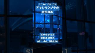 アキシマクジラの骨格標本#shorts#japan#昭島#昭島市#クジラ#whale#fish#illumination#lightup#library#図書館#night#散歩#くじら#鯨#魚#骨格