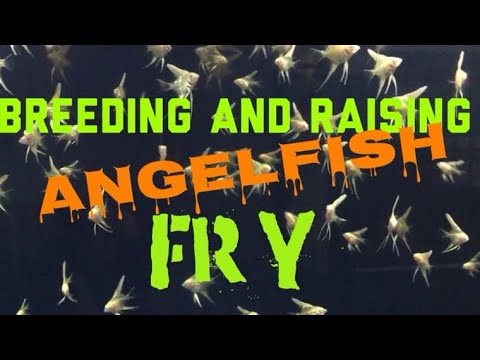 Breeding and Raising AngelFish Fry! My tips and tricks!