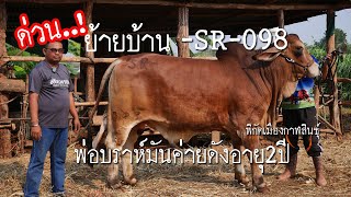 ขาย ✅ พ่อพันธุ์บราห์มัน -SR-098 อายุ 2 ปี SR Farm การันตี เชื่องมาก [เมืองกาฬสินธุ์]