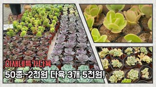 이새네 50종 ~ 이천원다육 특가! 세개오천원