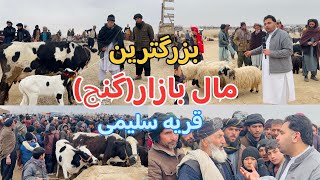 مال بازار(گنج) قریه سلیمی : سفربه دنیای مواشی‌ پشتون زرغون هرات