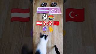 🇦🇹 奥地利 vs 土耳其 🇹🇷 谁会赢？ 猫咪神谕预测比赛结果 | 2024年欧洲杯