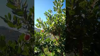 Medronho Gardens in Alferce 🍓🇵🇹 Monchique, Algarve