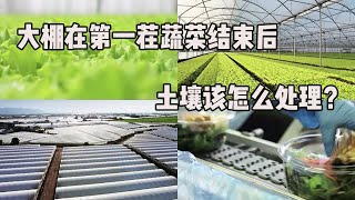 大棚第一茬蔬菜结束后，土壤该怎么处理【付老师种植技术团队官方频道】