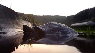 ［見島のいきものたち 99］ 田圃に入ったクサガメ Mauremys reevesii （Ⅲ）