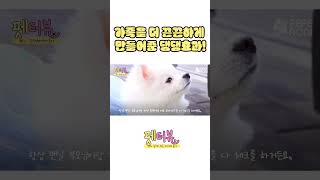 가족을 더 끈끈하게 만들어준 댕댕효과! #shorts #쇼츠 #댕댕이 #강아지 #가족 #dog #펫터뷰 #반려동물