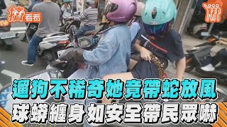 遛狗不稀奇她竟帶蛇放風 球蟒纏身如安全帶民眾嚇｜TVBS新聞｜擠看看 #Shorts