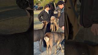 奈良公園の美しさ | nara deer | 奈良公園 | お辞儀をする鹿 #shorts #japan #narapark