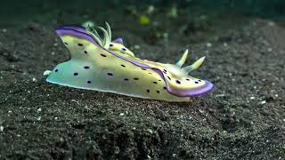 Goniobranchus kuniei, Ceratosoma sp, Cuapetes shrimp and Harlequin Swimming Crab