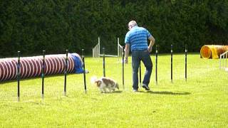 Agility Hans \u0026 Nelli LM f. OÖ und Sbg. in Mondsee Jumping 5. Platz am 09.06.2013