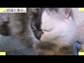 にゃんこ3きょうだい日記 150 diary of 3cats may8 14 2023