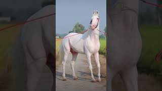 ||Nukra Breed|| @pendutadkatv #horses #trending #trend