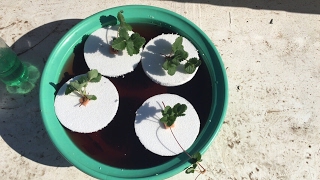 วิธีปลูกสตรอว์เบอรี่ด้วยน้ำ (hydroponic strawberries)