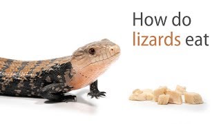 How Do Lizards Eat