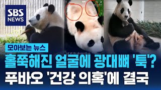 홀쭉해진 얼굴에 광대뼈 '툭'?…푸바오 '건강 의혹'에 결국 / SBS / 모아보는 뉴스