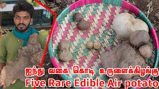 கொடியில் காய்க்கும் ஐந்து அரிய வகை உருளைக்கிழங்கு | Five Rare Edible Air potato/ Dioscorea bulbifera