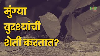 मुंग्या सुद्धा शेती करतात | PIP AGRO