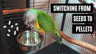 Converting Your Parrot From Seeds To Pellets (Even The Stubborn Ones)