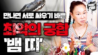 🐍뱀띠와 만나기만 하면 으르렁거리는 최악의 궁합은?!🐍 뱀띠와 XX띠는 절대 붙어 살 수 없는 악인 관계다?!