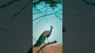 peacock 😊 #shorts  #birds #youtubeshorts