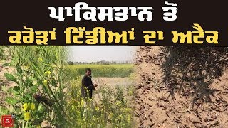 Fazilka ਦੇ ਸਰਹੱਦੀ ਇਲਾਕਿਆਂ 'ਤੇ Tiddi Dal ਦਾ ਵੱਡਾ ਹਮਲਾ,ਕਿਸਾਨਾਂ ਦੀ ਉੱਡੀ ਨੀਂਦ